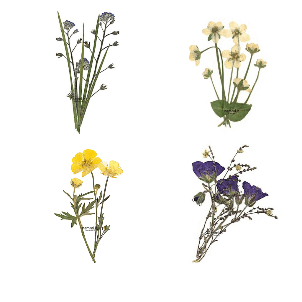 Greeting Cards (4 pc) - nammi.isnammi.is